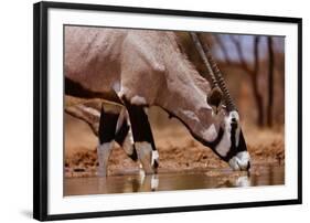 Oryx Drinking, Mount Etjo, 2019,-Eric Meyer-Framed Photographic Print