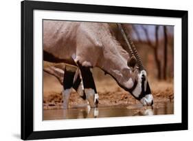 Oryx Drinking, Mount Etjo, 2019,-Eric Meyer-Framed Photographic Print