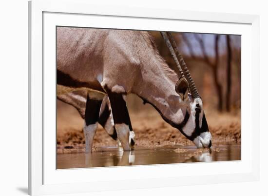 Oryx Drinking, Mount Etjo, 2019,-Eric Meyer-Framed Photographic Print