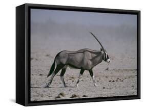 Oryx Gazella Beisa-DLILLC-Framed Stretched Canvas