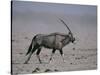 Oryx Gazella Beisa-DLILLC-Stretched Canvas