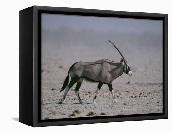 Oryx Gazella Beisa-DLILLC-Framed Stretched Canvas
