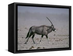 Oryx Gazella Beisa-DLILLC-Framed Stretched Canvas