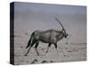 Oryx Gazella Beisa-DLILLC-Stretched Canvas