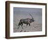 Oryx Gazella Beisa-DLILLC-Framed Photographic Print