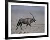 Oryx Gazella Beisa-DLILLC-Framed Photographic Print