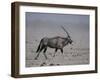 Oryx Gazella Beisa-DLILLC-Framed Photographic Print