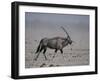 Oryx Gazella Beisa-DLILLC-Framed Photographic Print