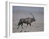 Oryx Gazella Beisa-DLILLC-Framed Photographic Print