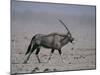 Oryx Gazella Beisa-DLILLC-Mounted Photographic Print