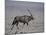 Oryx Gazella Beisa-DLILLC-Mounted Photographic Print
