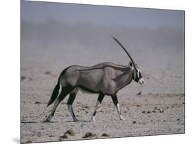 Oryx Gazella Beisa-DLILLC-Mounted Photographic Print