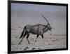 Oryx Gazella Beisa-DLILLC-Framed Photographic Print