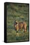 Oryx Gazella-DLILLC-Framed Stretched Canvas