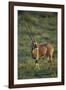 Oryx Gazella-DLILLC-Framed Photographic Print