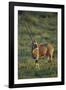 Oryx Gazella-DLILLC-Framed Photographic Print