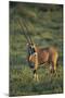 Oryx Gazella-DLILLC-Mounted Photographic Print