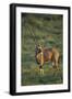 Oryx Gazella-DLILLC-Framed Photographic Print