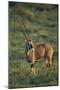 Oryx Gazella-DLILLC-Mounted Photographic Print