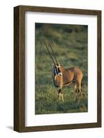 Oryx Gazella-DLILLC-Framed Photographic Print