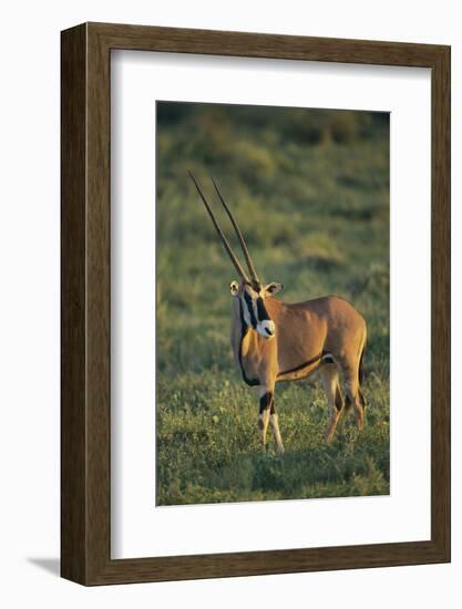 Oryx Gazella-DLILLC-Framed Photographic Print