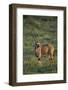 Oryx Gazella-DLILLC-Framed Photographic Print