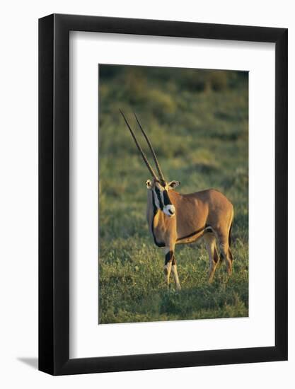 Oryx Gazella-DLILLC-Framed Photographic Print