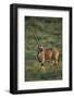 Oryx Gazella-DLILLC-Framed Photographic Print