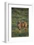 Oryx Gazella-DLILLC-Framed Photographic Print