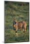 Oryx Gazella-DLILLC-Mounted Photographic Print