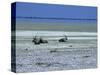 Oryx, Gemsbok, Oryx Gazella, Etosha National Park, Namibia, Africa-Thorsten Milse-Stretched Canvas