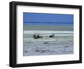 Oryx, Gemsbok, Oryx Gazella, Etosha National Park, Namibia, Africa-Thorsten Milse-Framed Photographic Print