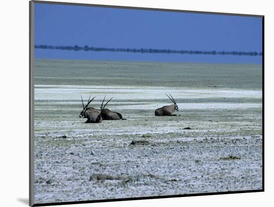 Oryx, Gemsbok, Oryx Gazella, Etosha National Park, Namibia, Africa-Thorsten Milse-Mounted Photographic Print
