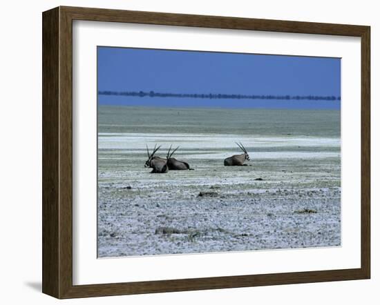 Oryx, Gemsbok, Oryx Gazella, Etosha National Park, Namibia, Africa-Thorsten Milse-Framed Photographic Print