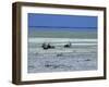 Oryx, Gemsbok, Oryx Gazella, Etosha National Park, Namibia, Africa-Thorsten Milse-Framed Photographic Print