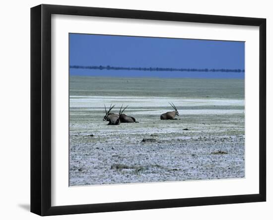 Oryx, Gemsbok, Oryx Gazella, Etosha National Park, Namibia, Africa-Thorsten Milse-Framed Photographic Print