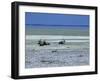 Oryx, Gemsbok, Oryx Gazella, Etosha National Park, Namibia, Africa-Thorsten Milse-Framed Photographic Print