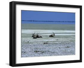 Oryx, Gemsbok, Oryx Gazella, Etosha National Park, Namibia, Africa-Thorsten Milse-Framed Photographic Print