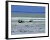 Oryx, Gemsbok, Oryx Gazella, Etosha National Park, Namibia, Africa-Thorsten Milse-Framed Photographic Print