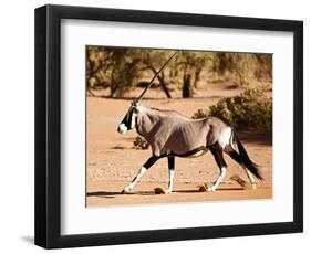 Oryx, Namib Desert, 2017-Eric Meyer-Framed Photographic Print