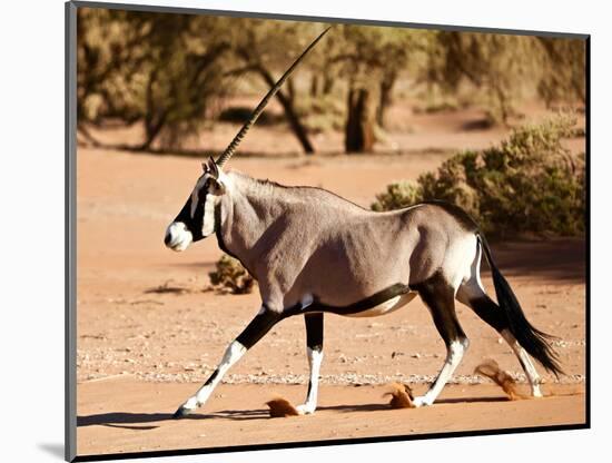 Oryx, Namib Desert, 2017-Eric Meyer-Mounted Photographic Print