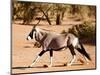 Oryx, Namib Desert, 2017-Eric Meyer-Mounted Photographic Print