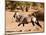 Oryx, Namib Desert, 2017-Eric Meyer-Mounted Photographic Print