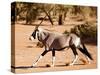 Oryx, Namib Desert, 2017-Eric Meyer-Stretched Canvas