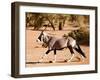 Oryx, Namib Desert, 2017-Eric Meyer-Framed Photographic Print