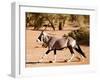 Oryx, Namib Desert, 2017-Eric Meyer-Framed Photographic Print