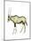 Oryx (Oryx Gazella), Mammals-Encyclopaedia Britannica-Mounted Poster