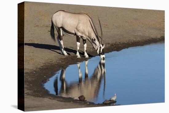 Oryx reflection in waterhole, Etosha National Park-Darrell Gulin-Stretched Canvas