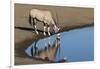 Oryx reflection in waterhole, Etosha National Park-Darrell Gulin-Framed Photographic Print