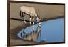 Oryx reflection in waterhole, Etosha National Park-Darrell Gulin-Framed Photographic Print